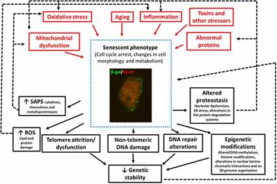 Cellular Senescence in Neurodegenerative Diseases